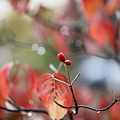 Photos: ハナミズキ　紅葉と実