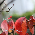 Photos: ハナミズキ　紅葉　来年の蕾と実