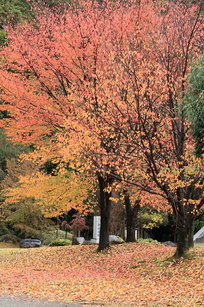 写真: 桜の木　紅葉と落ち葉