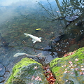 霞ヶ池のアイドル　白い鯉?