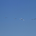 写真: 青空に向かって　コハクチョウの飛翔