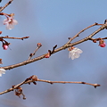 十月桜(1)