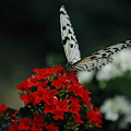 カランコエが好き　　蝶の楽園