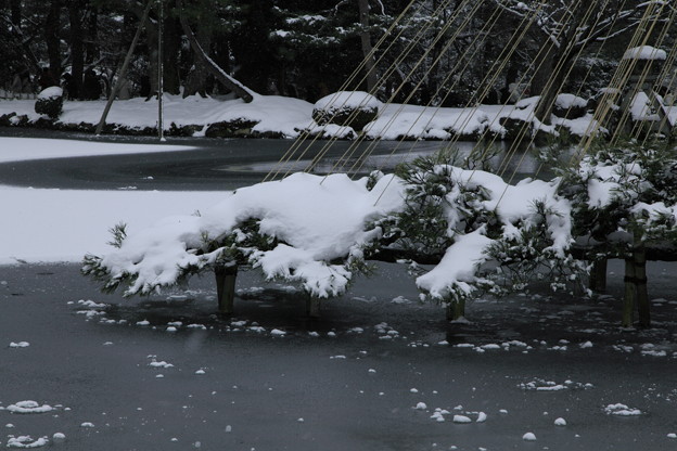 写真: 唐崎の松　雪吊り