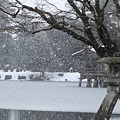 Photos: 雪の降る兼六園　徽軫灯籠