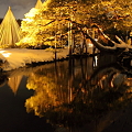 Photos: 黄金の松と曲水