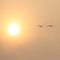 写真: 夕日とコハクチョウ