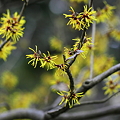 Photos: 春を告げる花　マンサク