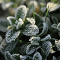 霜の花　　３月の寒い朝