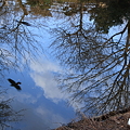 池の住鳥　コブハクチョウと鳥(カラス？）