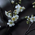 写真: 白梅が開花?