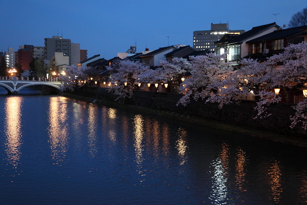 写真: 浅野川　満開のソメイヨシノ　右は主計町茶屋街