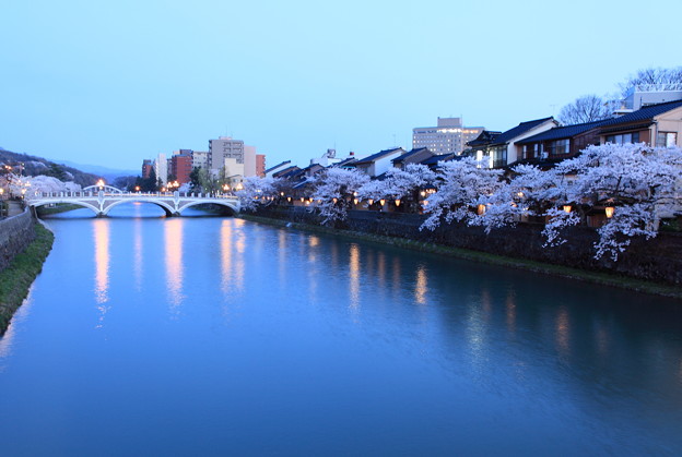 写真: 浅野川と満開のソメイヨシノ