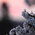写真: 夕陽と桜(1)
