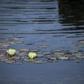 金沢城　庭園の池で　２輪の黄色い睡蓮