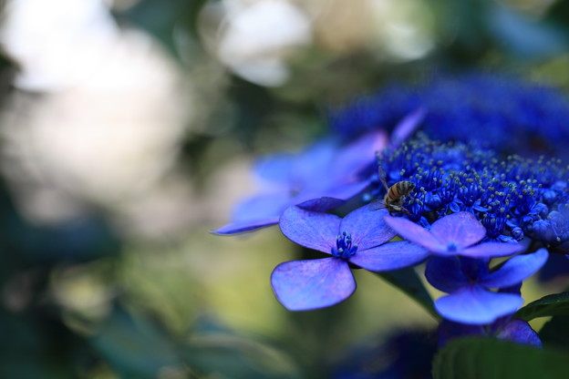 写真: 紫陽花　ブルースカイ　蜂