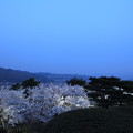 兼六園　満開の桜　眺望台から