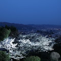 兼六園　眺望台から　桜と夜景