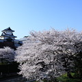 写真: 石川門と桜