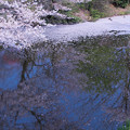 桜散る健民公園　池