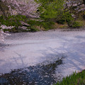 桜散る健民公園　白鳥