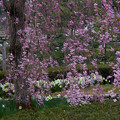 枝垂れ桜と水仙