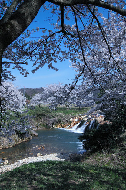 写真: 十二ヶ滝と桜