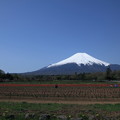 チューリップと富士山(2)
