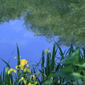 池の青空とキショウブ
