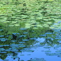 池と青空