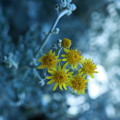 写真: シロタエギクの花(3)