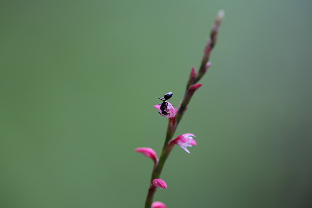 写真: 小さなミズヒキの花に小さなアリさん