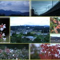 Photos: 新幹線の見える丘公園　秋の気配