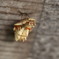 ジャコウアゲハの幼虫（蛹）