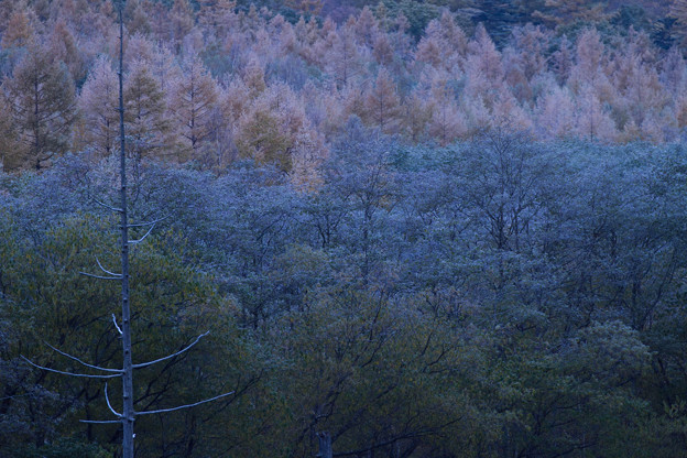 写真: カラマツの樹氷と立ち枯れの木　　上高地