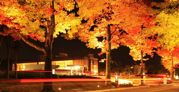 写真: アメリカ楓並木としいのき迎賓館