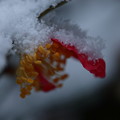雪サザンカ(1)　紅白