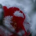 雪サザンカ (2)　紅白