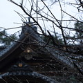 写真: 尾山神社 　梅の蕾と雫