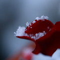 写真: ガーデンシクラメン　新雪