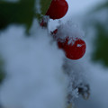 カラタチバナの真っ赤な実　　雪ぼうし