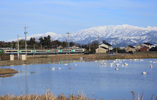 写真: 立山連峰を背景に　コハクチョウと電車