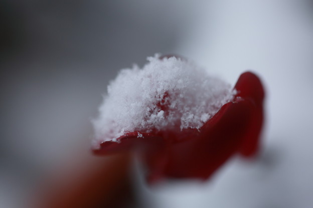 写真: 雪のデザート　　シクラメン