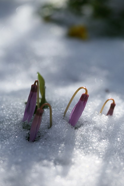 写真: カタクリと春の雪