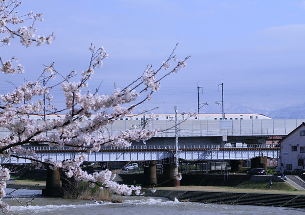 写真: 北陸新幹線とソメイヨシノ