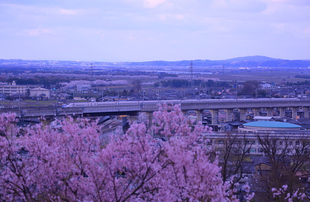 写真: 北陸新幹線「かがやき」 春を連れてやってきた！(1)