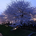 金沢城　お堀の桜