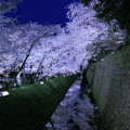 金沢城　お堀　満開の桜(2)