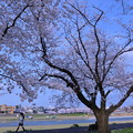 犀川の桜並木