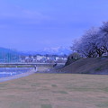 犀川　山並みと桜